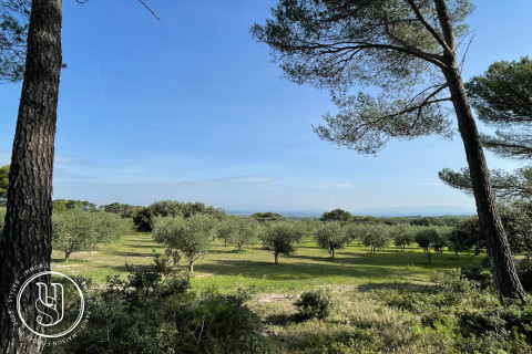 Saint-Rémy-de-Provence - A hidden treasure in the heart of the Alpilles, authenticity i - image 1